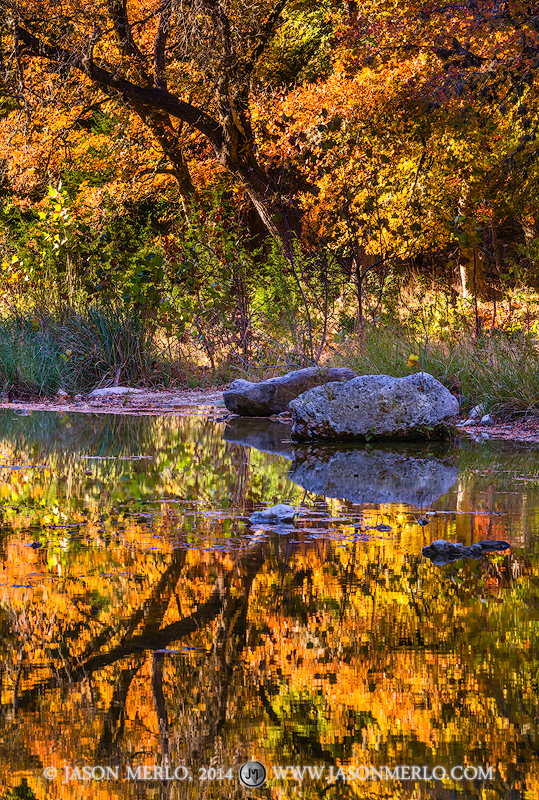 Bigtooth maple trees (Acer grandidentatum)&nbsp;in fall color reflected in Can Creek at Lost Maples State Natural Area in Bandera...