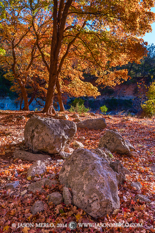 Fallen maple leaves, boulders, and bigtooth maple trees (Acer grandidentatum) in fall color at Lost Maples State Natural Area...