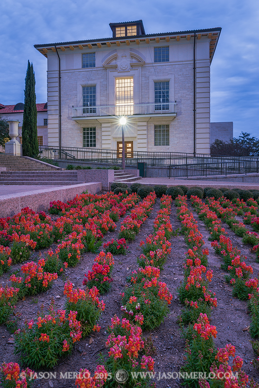 Snapdragons and Benedict Hall at sunrise at the University of Texas in Austin, Texas.