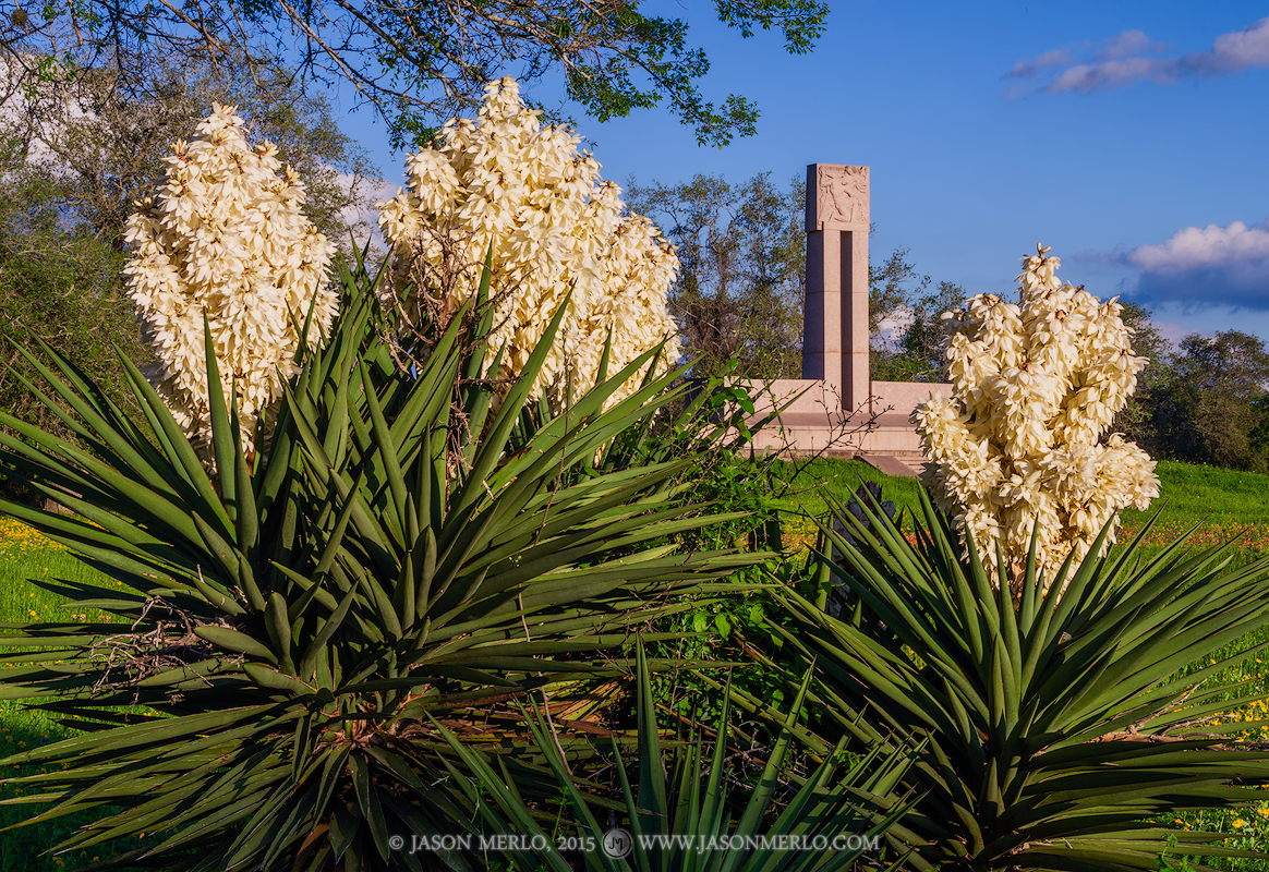 Spanish dagger in bloom near the Fannin Memorial Monument in Goliad, Texas. Nearby is the Presidio Nuestra Señora de Loreto...