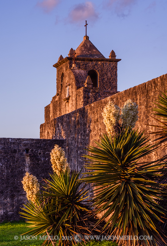 Spanish dagger (Yucca treculeana) in bloom at sunset outside the walls of Presidio la Bahía in Goliad in South Texas.