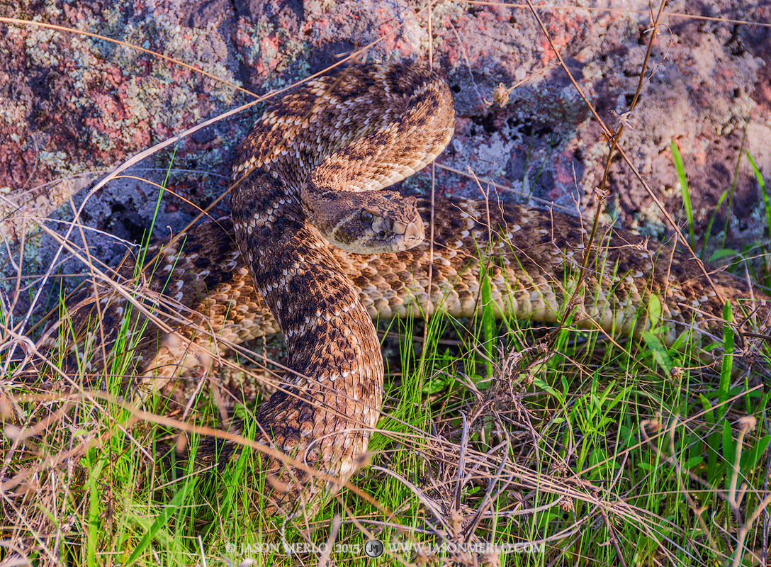 A rattlesnake (Crotalus atrox)&nbsp;is poised to strike at Inks Lake State Park in Burnet County in the Llano Uplift of the&nbsp...