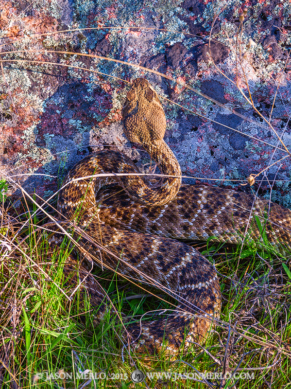 A rattlesnake (Crotalus atrox) displays natural camouflage against a lichen covered boulder at Inks Lake State Park in Burnet...