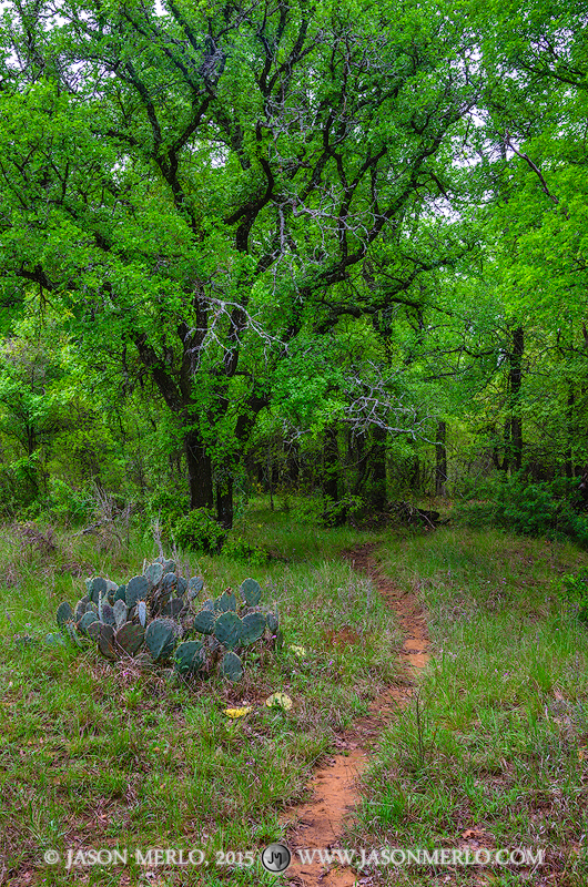 A cow/game trail leads into an cedar elm grove (Ulmus crassifolia). The image is a metaphor for the future's uncertainty.