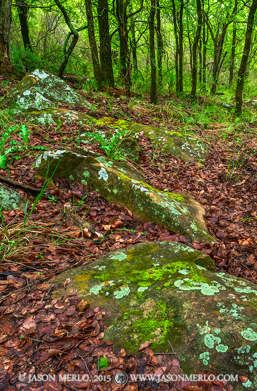 Lichen covered sandstone boulders surrounded by fallen cedar elm leaves (Ulmus crassifolia) contrast with the bright green of...