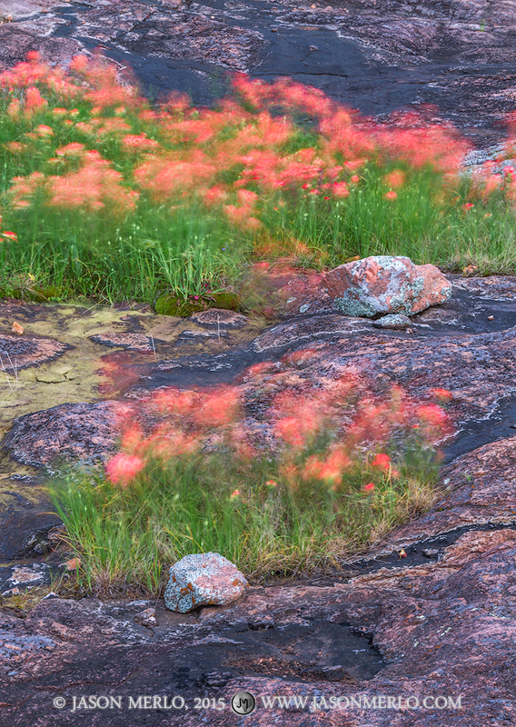 Islands of Texas paintbrushes (Castilleja indivisa) blowing in the wind at Inks Lake State Park in Burnet County in the Llano...