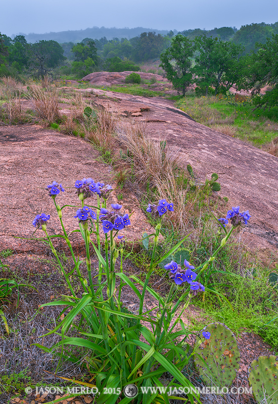 Giant spiderwort (Tradescantia gigantea Rose) grows in a fissure between granite slabs at Enchanted Rock State Natural Area...