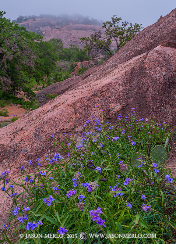 Giant spiderwort (Tradescantia gigantea Rose)&nbsp;growing on Buzzard's Roost at Enchanted Rock State Natural Area in Llano County...