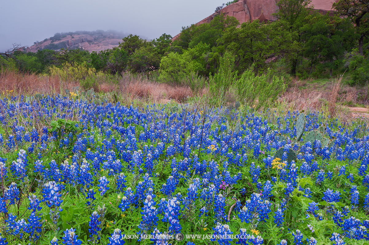 Texas bluebonnets (Lupinus texensis) at Enchanted Rock State Natural Area in Llano County in the Texas Hill Country.