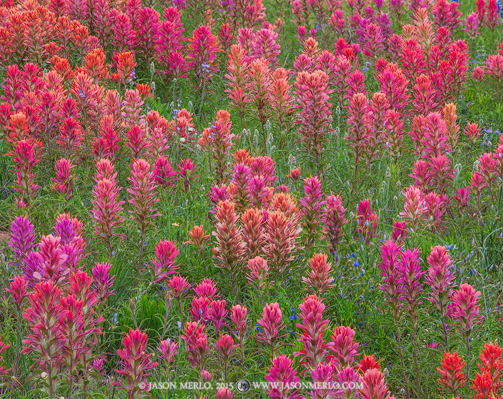 Prairie paintbrushes (Castilleja purpurea)&nbsp;in Mason County, Texas.