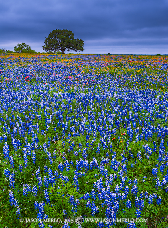 A field of Texas bluebonnets (Lupinus texensis), Texas paintbrushes (Castilleja indivisa), and other wildflowers in Llano County...