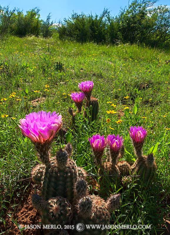 Lace cacti (Echinocereus reichenbachii)&nbsp;in bloom in San Saba County in the Texas Cross Timbers.