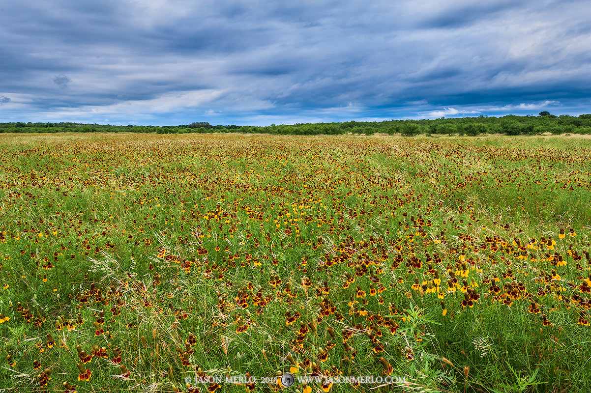 A field of Mexican hats (Ratibida columnifera) under cloudy skies in San Saba County in the Texas Cross Timbers.