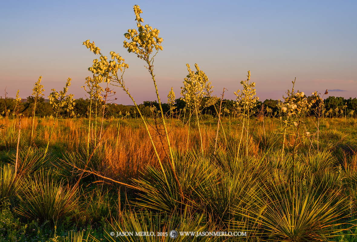 A field of blooming yucca (Yucca constricta)&nbsp;at sunset in Lampasas County in the&nbsp;Texas Cross Timbers.