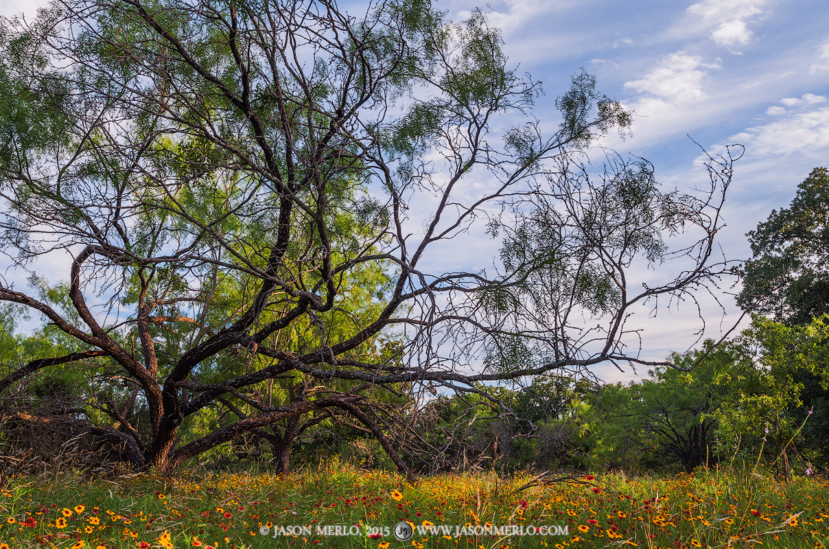 A mesquite tree (Prosopis glandulosa) hangs over a small meadow filled with wildflowers in San Saba County in the Texas Cross...