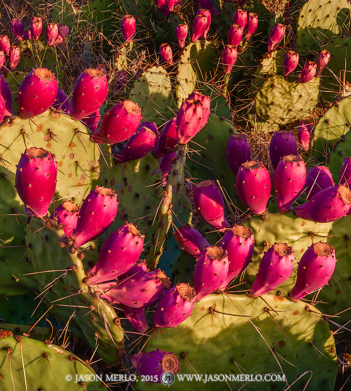 Prickly pear cacti (Opuntia engelmannii) full of tunas in San Saba County in the Texas Cross Timbers.