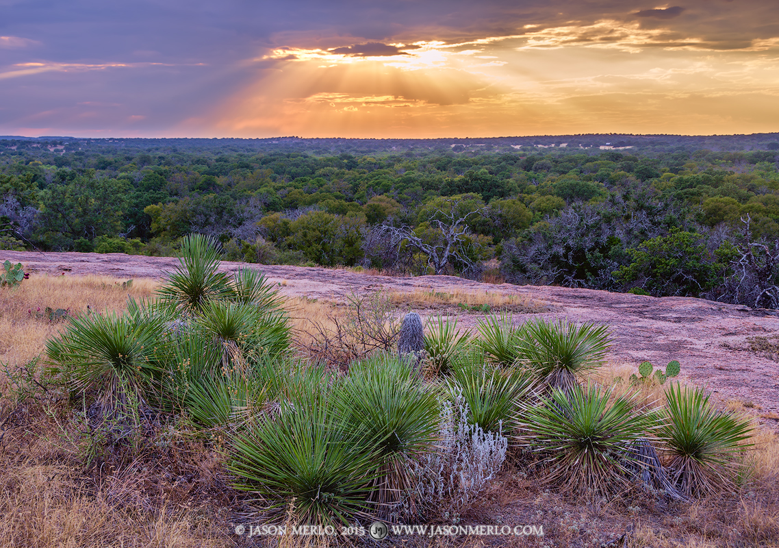 A cluster of Buckley yucca (Yucca constricta) with crepuscular rays at sunset at Enchanted Rock State Natural Area in Llano...