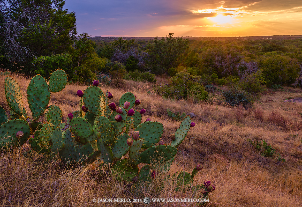 A prickly pear cactus (Opuntia engelmannii) with tunas at sunset at Enchanted Rock State Natural Area in Llano County in the...