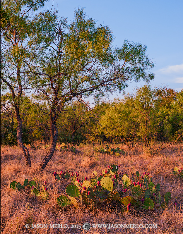 Tuna filled prickly pear cacti (Opuntia engelmannii) and mesquite trees (Prosopis glandulosa) at sunset in San Saba County in...