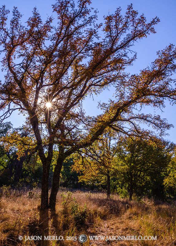 A sunburst through cedar elm trees (Ulmus crassifolia)&nbsp;showing the first signs of fall color in San Saba County in the Texas...