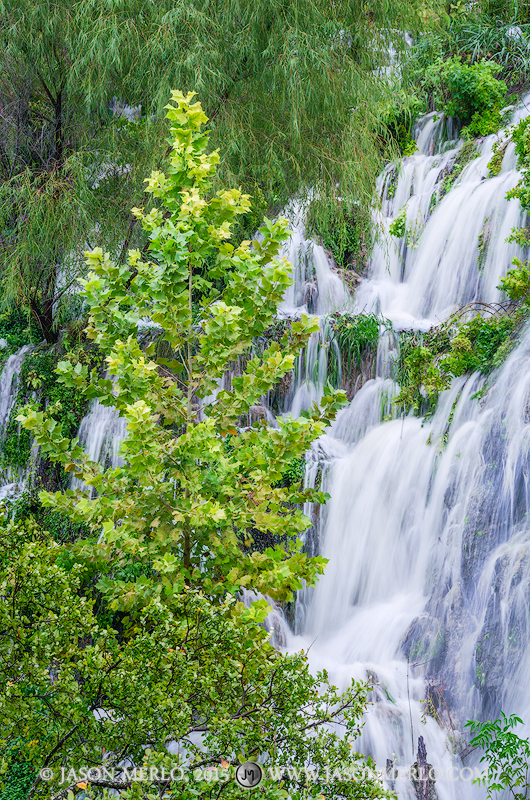A sycamore (Platanus occidentalis), black willow (Salix nigra), and cedar elm (Ulmus crassifolia)&nbsp;on Gorman Falls at Colorado...