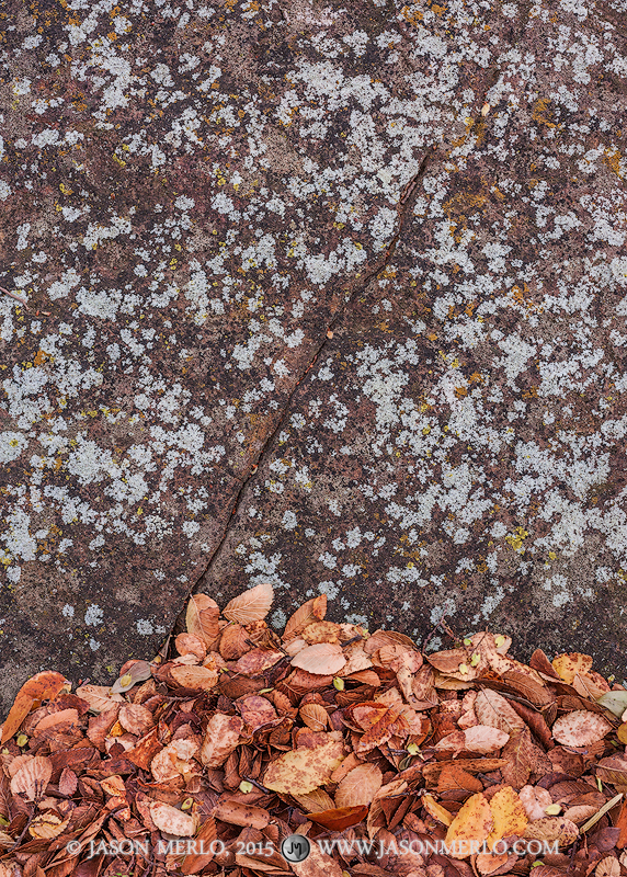 Cedar elm leaves (Ulmus crassifolia) and a sandstone boulder covered with lichens in San Saba County in the Texas Cross Timbers...