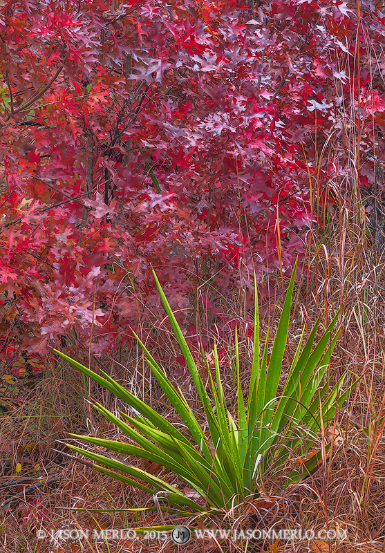 A Texas yucca (Yucca rupicola)&nbsp;against red oak saplings (Quercus texana)&nbsp;in fall color at the Doeskin Ranch Unit of...