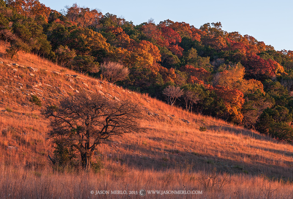 A leafless tree and fall color on a hillside at sunset at the Doeskin Ranch Unit of the&nbsp;Balcones Canyonlands National Wildlife...