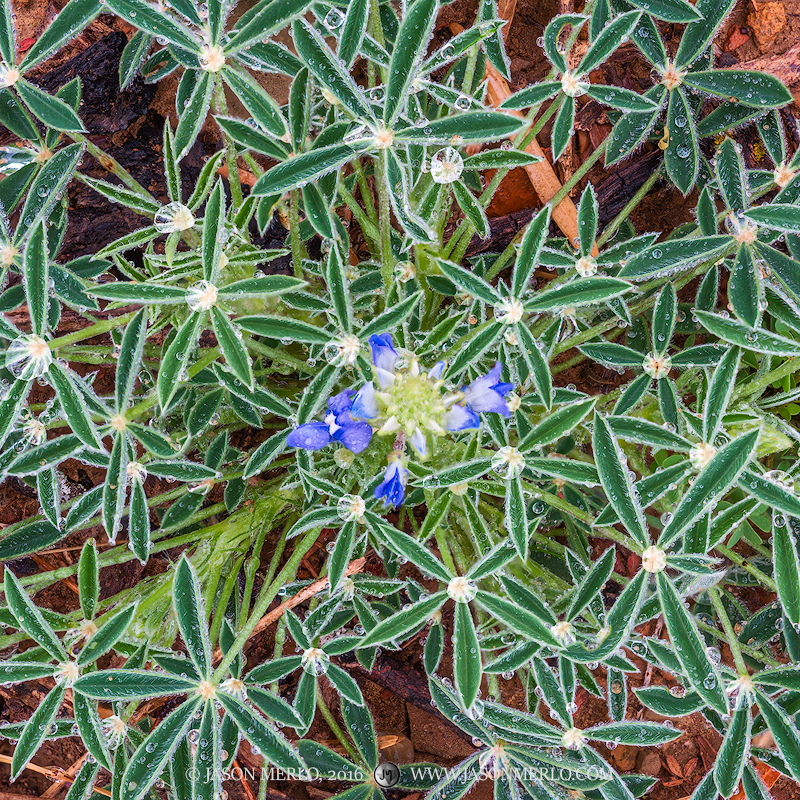 An emerging Texas bluebonnet (Lupinus texensis) with beads of water from rainfall in San Saba County in the Texas Cross Timbers...