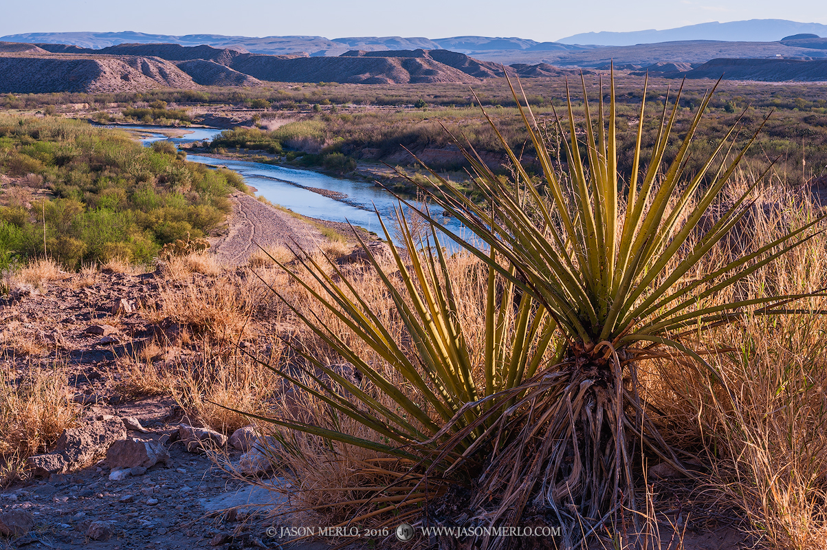 Yuccas on a hill overlooking the Rio Grande in Big Bend National Park in Brewster County in West&nbsp;Texas.
