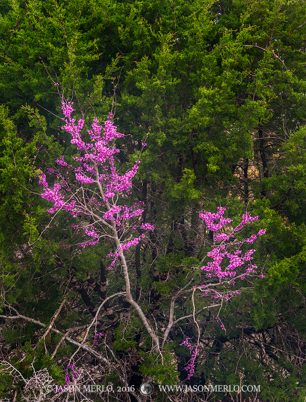 A Texas redbud tree (Cercis canadensis var.&nbsp;texensis)&nbsp;in bloom against a cedar tree (Juniperus ashei)&nbsp;in Blanco...