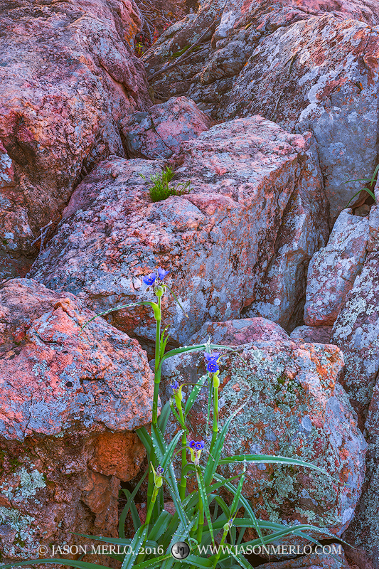 A spiderwort (Tradescantia gigantea) in bloom growing among gneiss boulders at Inks Lake State Park in Burnet County in the Llano...