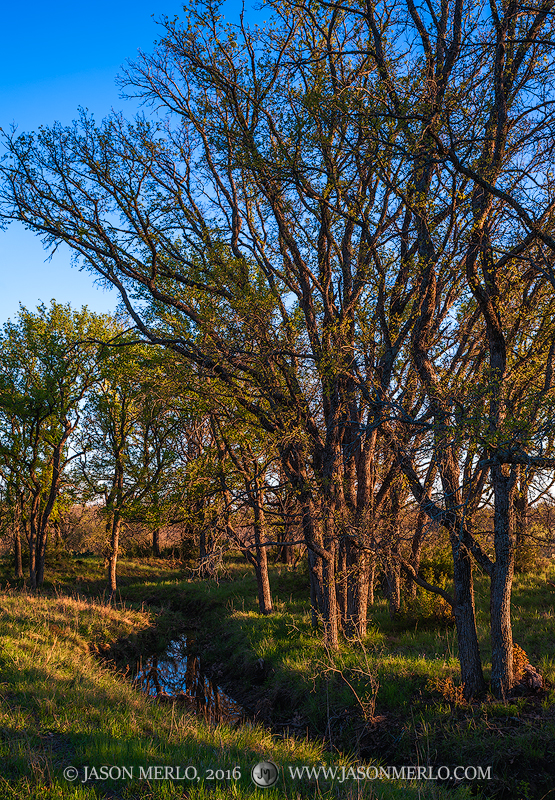 Budding and newly leafed cedar elm trees (Ulmus crassifolia) line a creek at sunset in San Saba County in the Texas Cross Timbers...