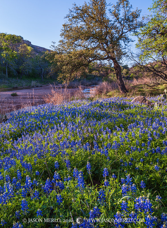 Texas bluebonnets (Lupinus texensis) growing along Sandy Creek at Enchanted Rock State Natural Area in Llano County in the...