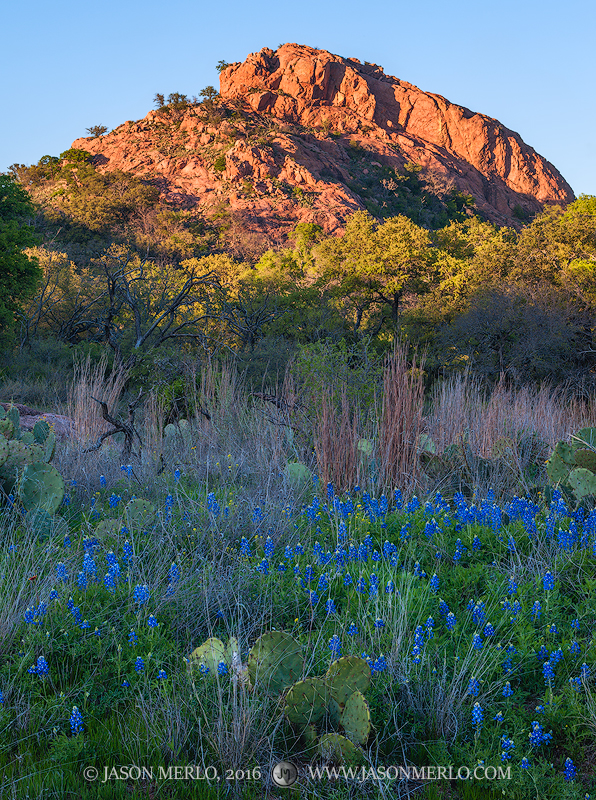 Texas bluebonnets (Lupinus texensis) and prickly pear cactus (Opuntia engelmannii) under Turkey Peak at Enchanted Rock State...