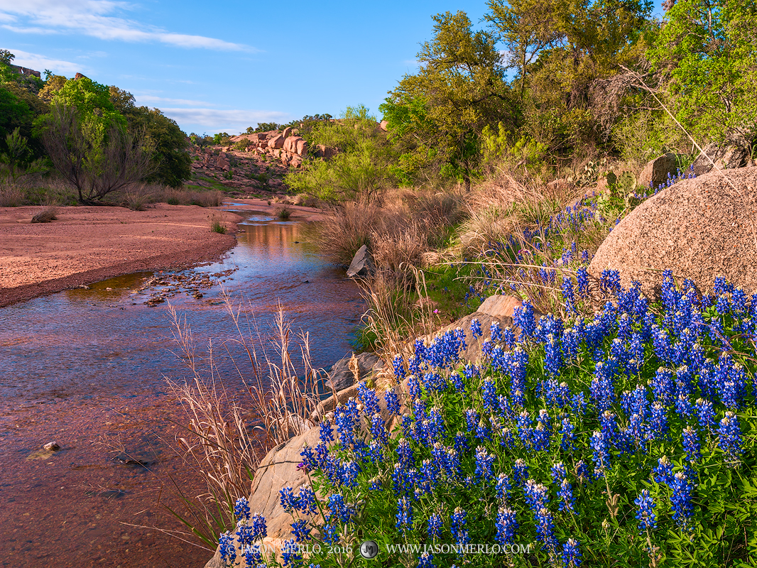 Texas bluebonnets (Lupinus texensis)&nbsp;growing among granite boulders on Sandy Creek at Enchanted Rock State Natural Area...