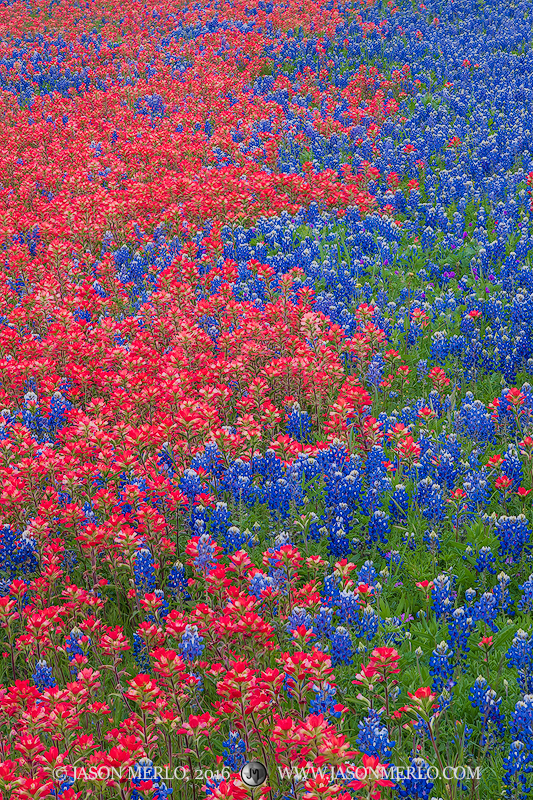 Texas bluebonnets (Lupinus texensis)&nbsp;and Texas paintbrushes (Castilleja indivisa)&nbsp;growing together in Llano County...