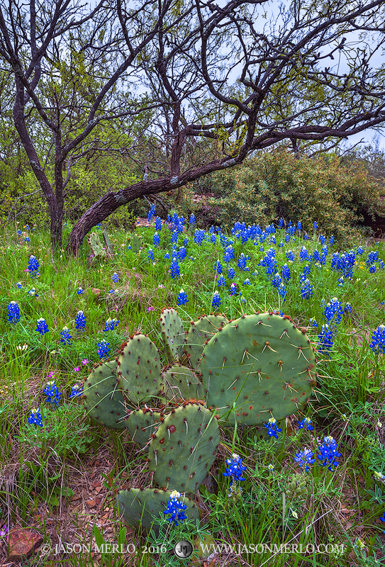 Prickly pear cactus (Opunita engelmannii), Texas bluebonnets (Lupinus texensis), mesquite (Prosopis glandulosa), and other brush...