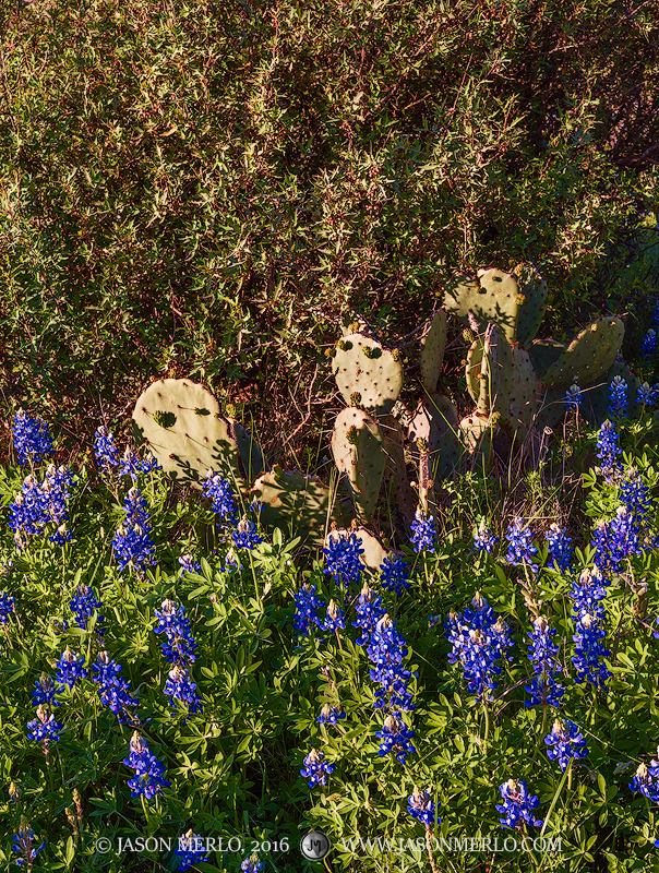 Texas bluebonnets (Lupinus texensis), prickly pear cactus (Opuntia engelmannii), and agarita (Mahonia trifoliolata) growing in...