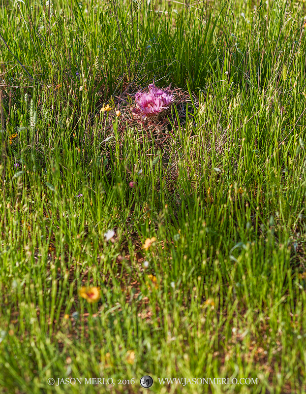 A horse crippler cactus (Echinocactus texensis) in bloom among plains flax (Linum puberulum) in San Saba County in the Texas...