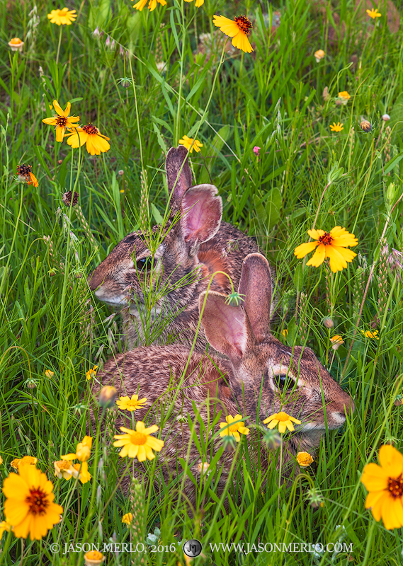 A pair of cottontail rabbits (Sylvilagus floridanus) among greenthread (Thelesperma filifolium) and huisache daisies (Amblyolepis...