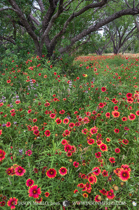 Firewheels (Gaillardia pulchella) and other wildflowers in bloom under a mesquite (Prosopis glandulosa) canopy in San Saba County...