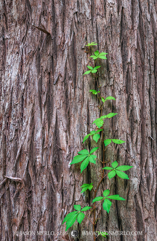 Virginia creeper growing on the trunk of a cypress tree (Taxodium distichum) in the Texas Hill Country.