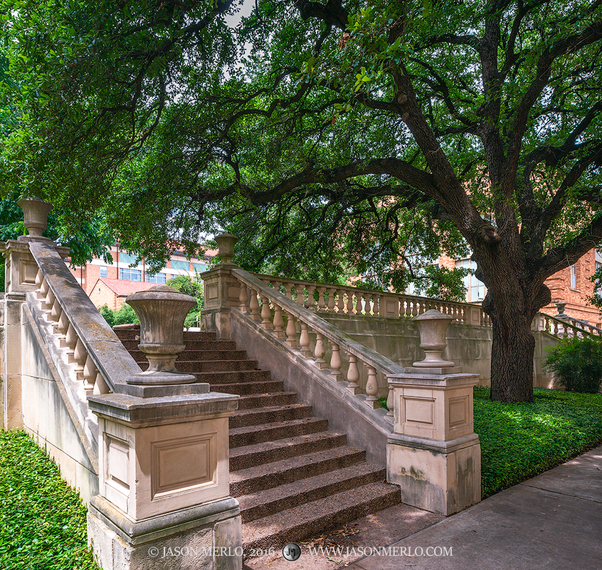 A limestone staircase and live oak tree (Quercus virginiana) at the University of Texas in Austin, Texas.