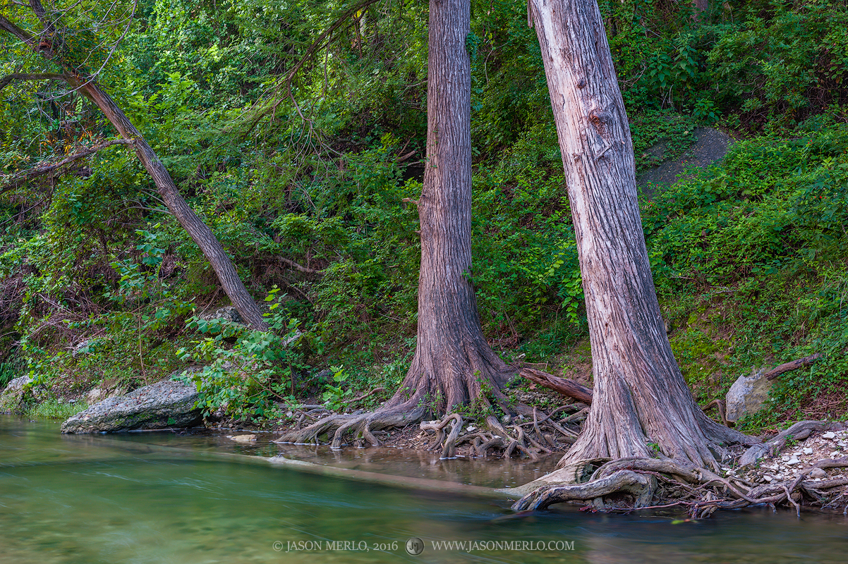 Cypress trees (Taxodium distichum)&nbsp;growing at the edge of Onion Creek in the Texas Hill Country.