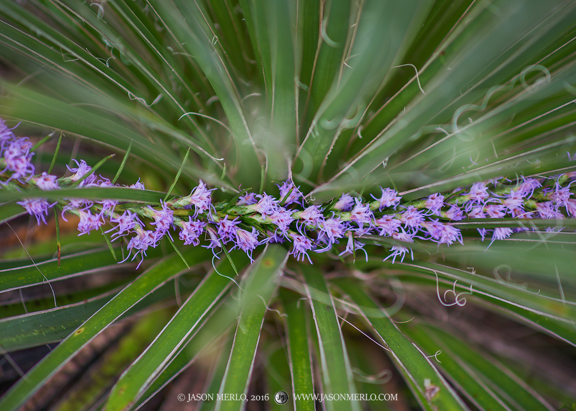 A gayfeather spike (Liatris mucronata)&nbsp;growing through a yucca (Yucca constricta)&nbsp;in San Saba County in the Texas Cross...