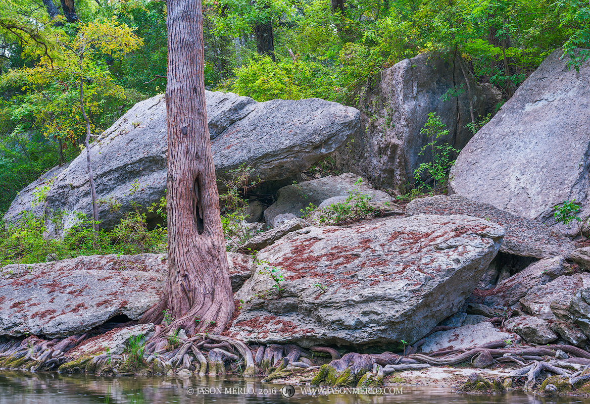 Slabs of limestone fallen from the cliff above at next to a cypress tree on the bank of Onion Creek at McKinney Falls State Park...