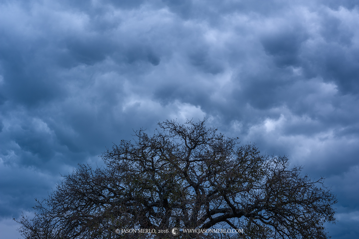 A post oak crown (Quercus stellata)&nbsp;under cloudy skies in San Saba County in the Texas Cross Timbers.