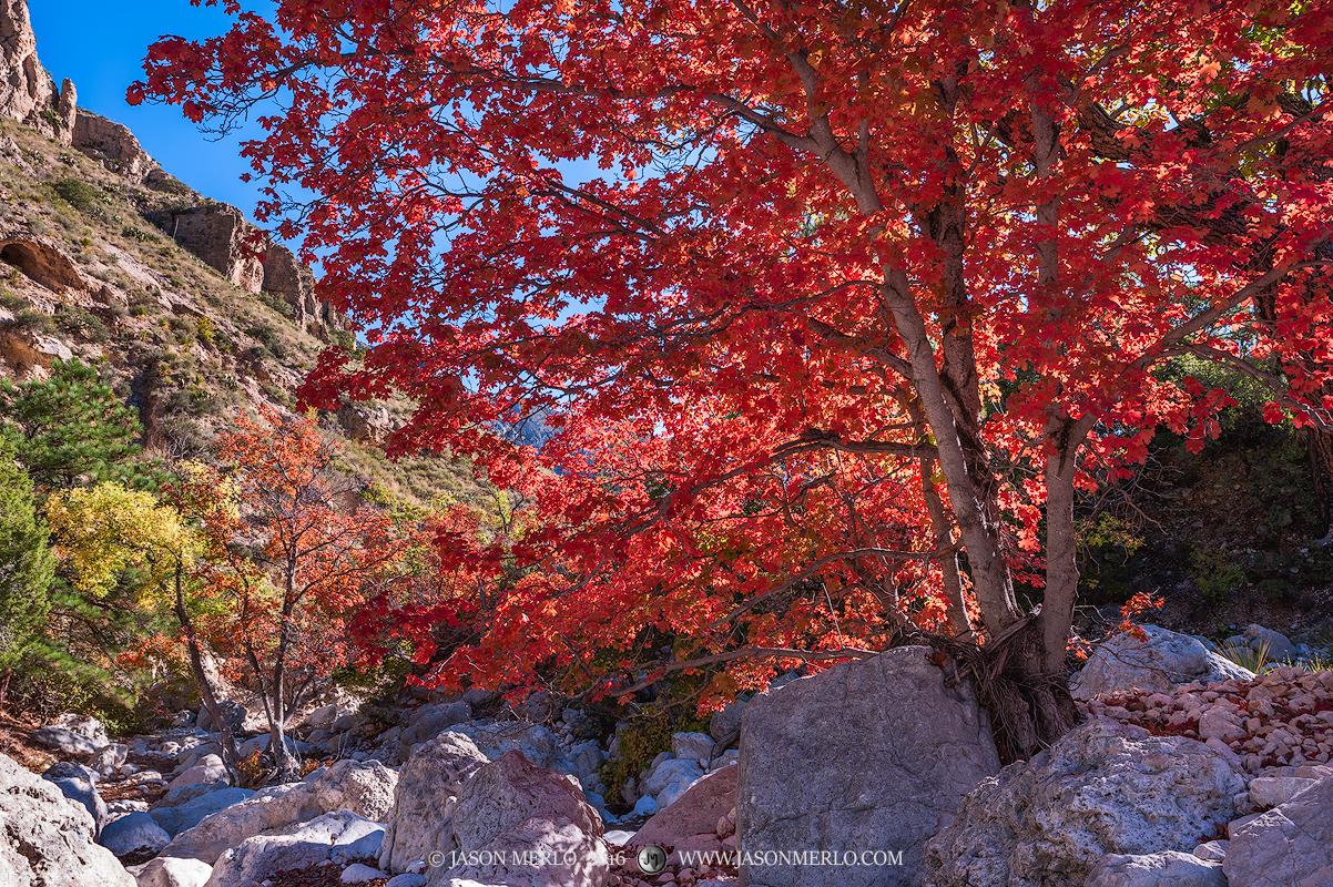 Bigtooth maple trees (Acer grandidentatum) in fall color in Pine Springs Canyon at Guadalupe Mountains National Park in Culberson...