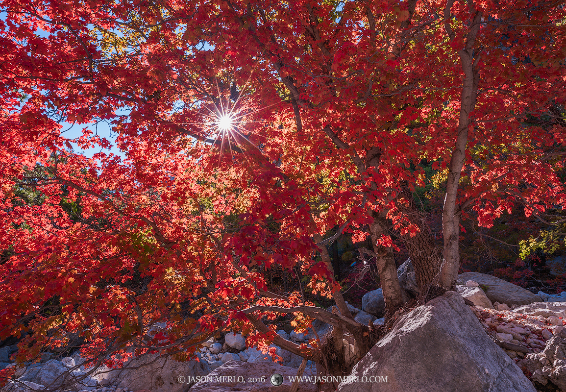 A sunburst through a bigtooth maple tree (Acer grandidentatum)&nbsp;in fall color in Pine Springs Canyon at Guadalupe Mountains...